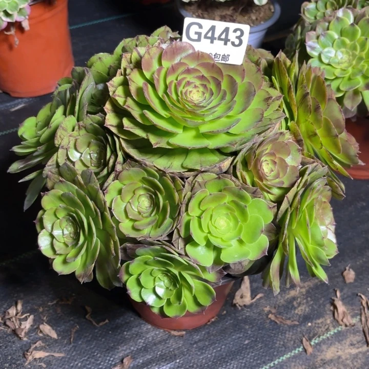 瑞妈园艺。01.27.443