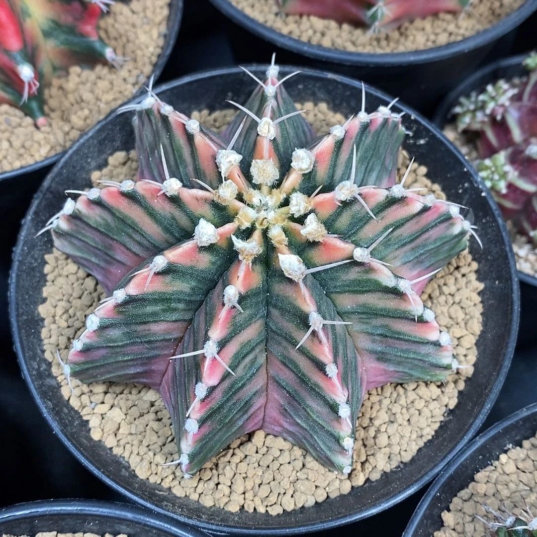 米哈仙人球肋骨锦实生001