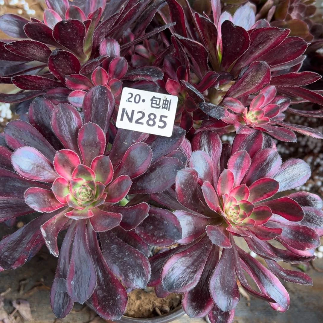 285香奶奶，满20包邮