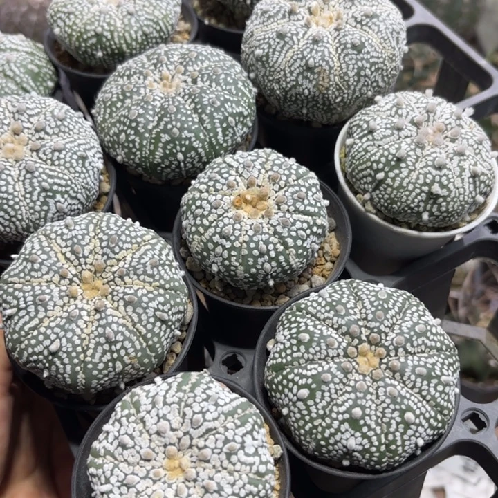 四个实生福利款量拍带盆