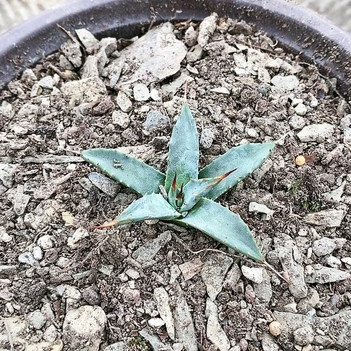 【闪购商品】无花朵鲸**海龙舌兰Eb妖炎