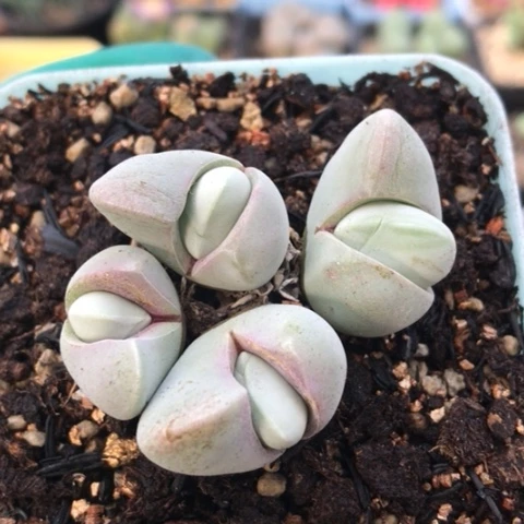 多肉肉锥 4头白魔