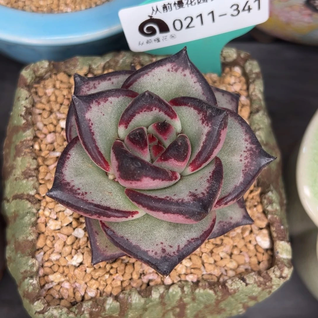 从前慢多肉精选编号0211.341