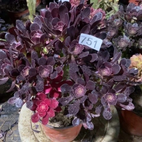 花蝴蝶丛林一物一拍