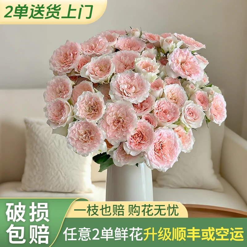 【源头优选】情迷罗拉 多头玫瑰/元旦预热-任意2单鲜花包邮升级快递