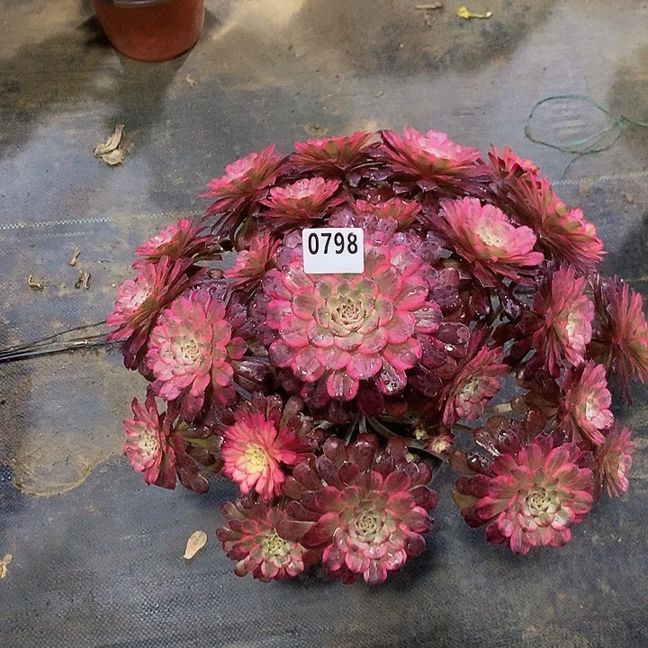 大*✨多肉雪肌798000