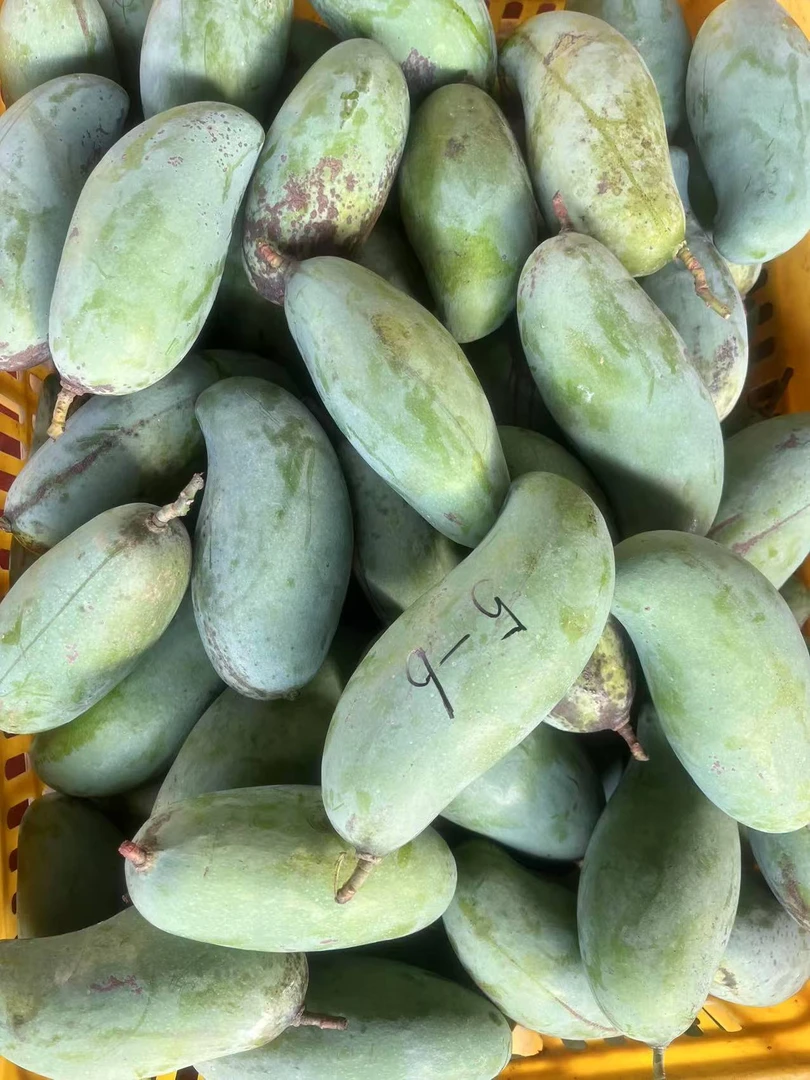 【桂七芒果大果特大果活动】花皮大果特大果桂七香芒活动价包邮