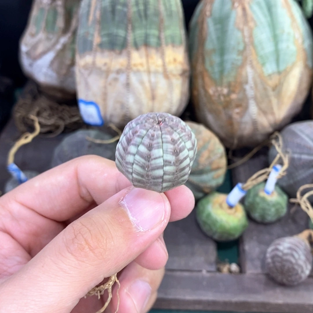 欧系实生布纹球多肉植物