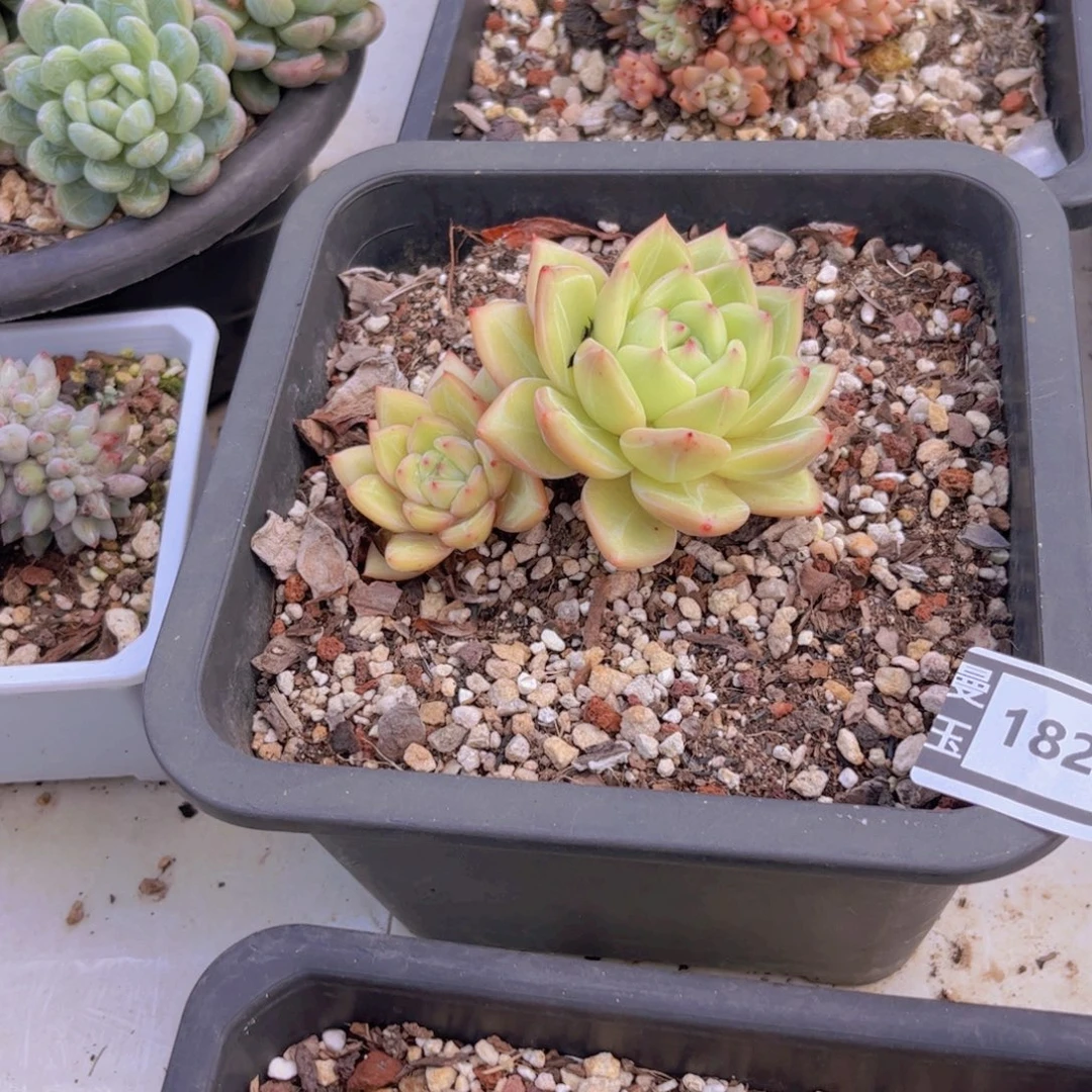 香槟多肉植物18260