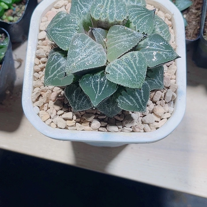 母本大春雷兽新手好养