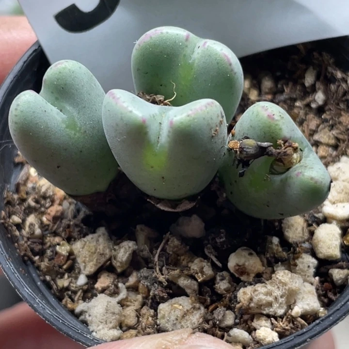 完全开放957少将群