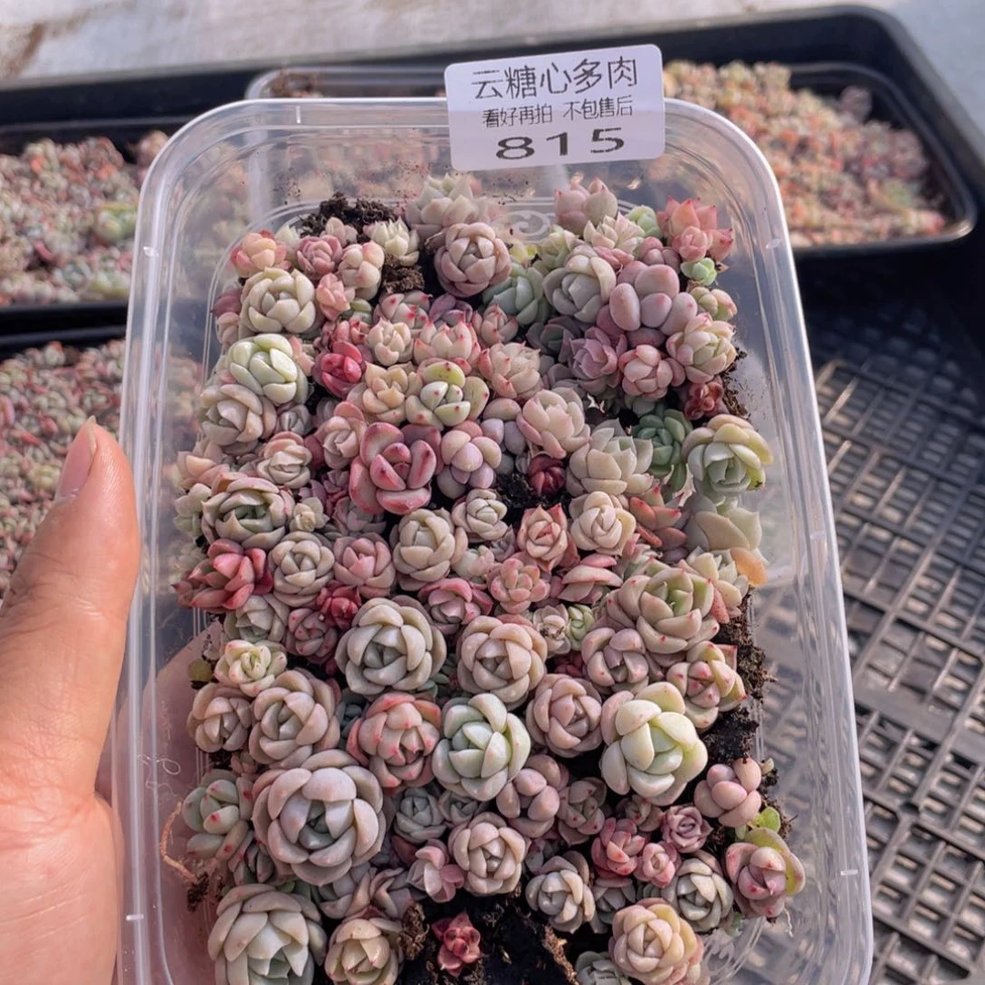 云糖心多肉植物815