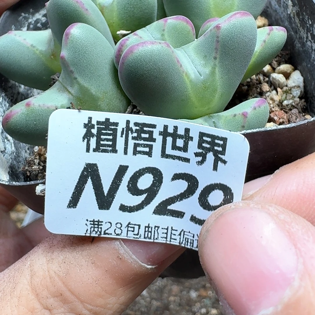 多肉植物的润泽徐