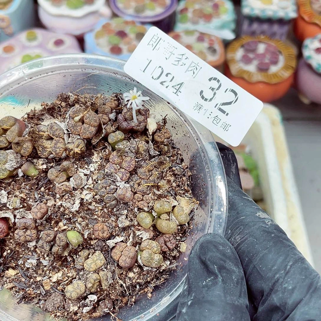 生石花满18包邮1024-32