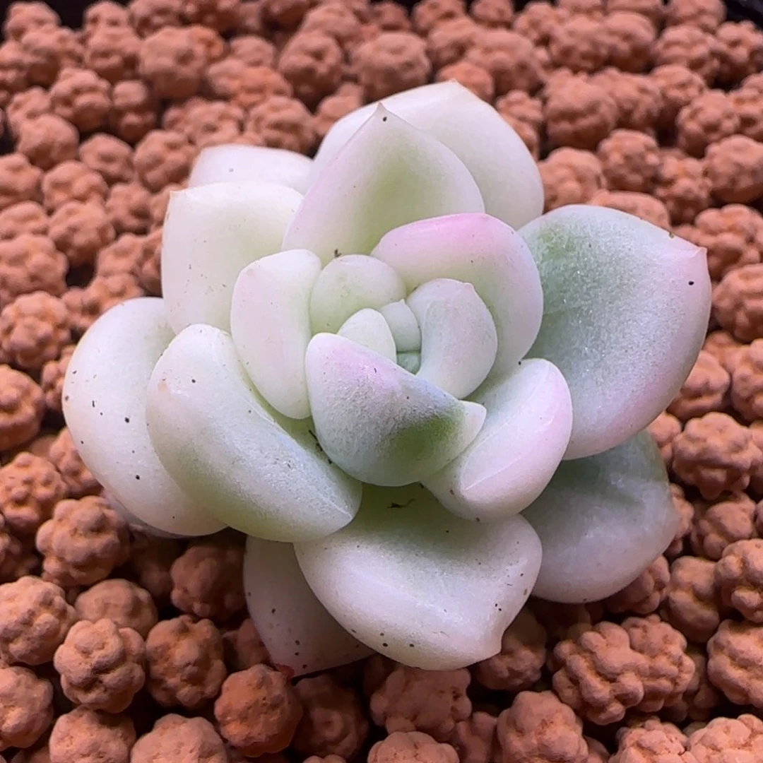 时****甜时光多肉植物锦