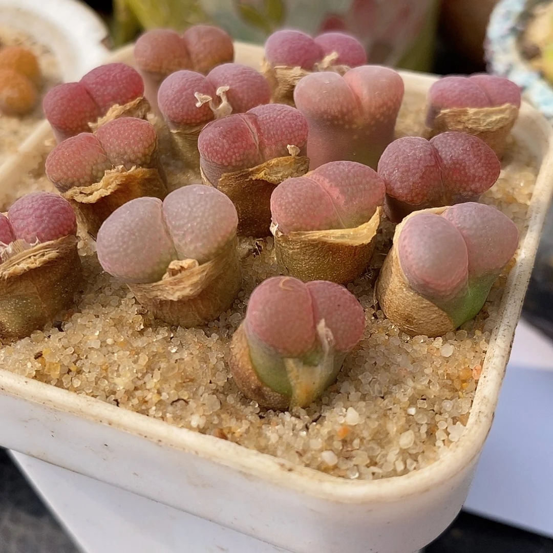 日系原株红风铃一颗