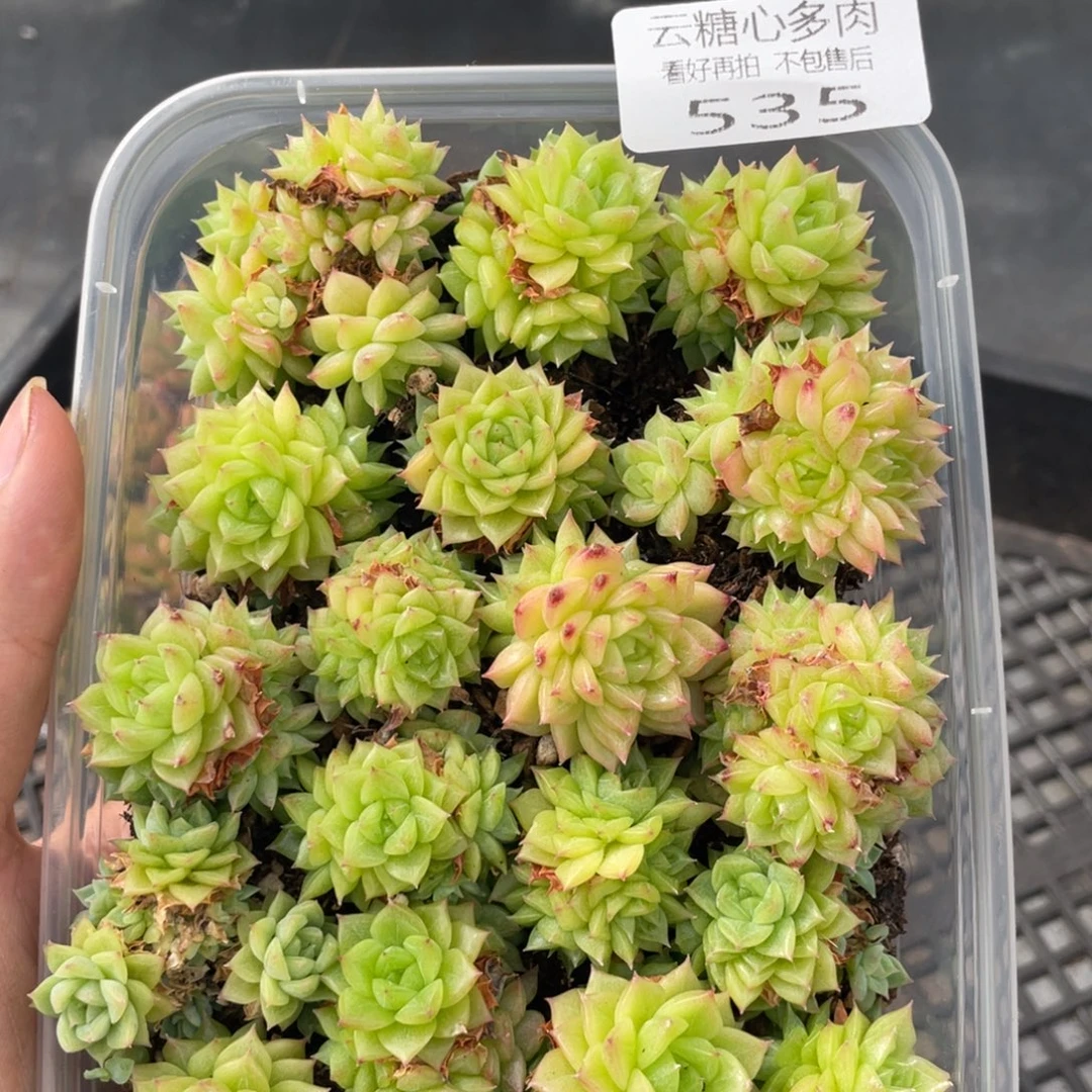 云糖心多肉植物535
