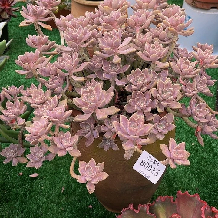 园**三阿伦接群80035