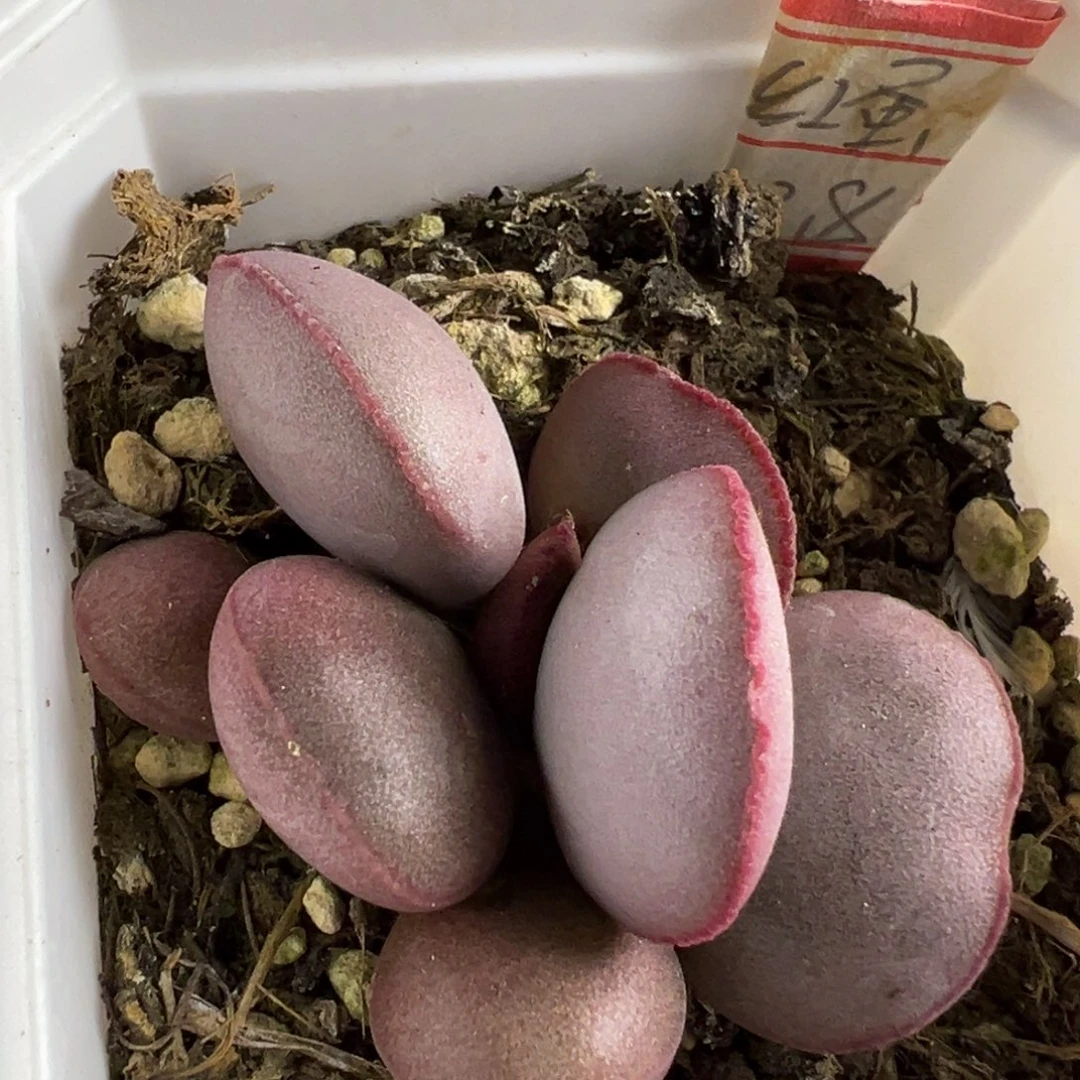 红蛋多肉植物水泡