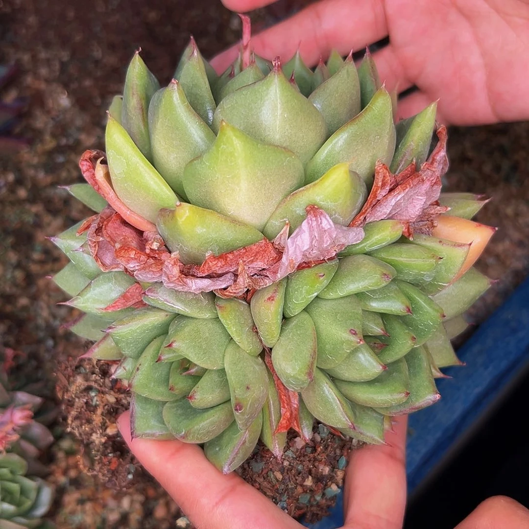 多肉一物一拍0621-220