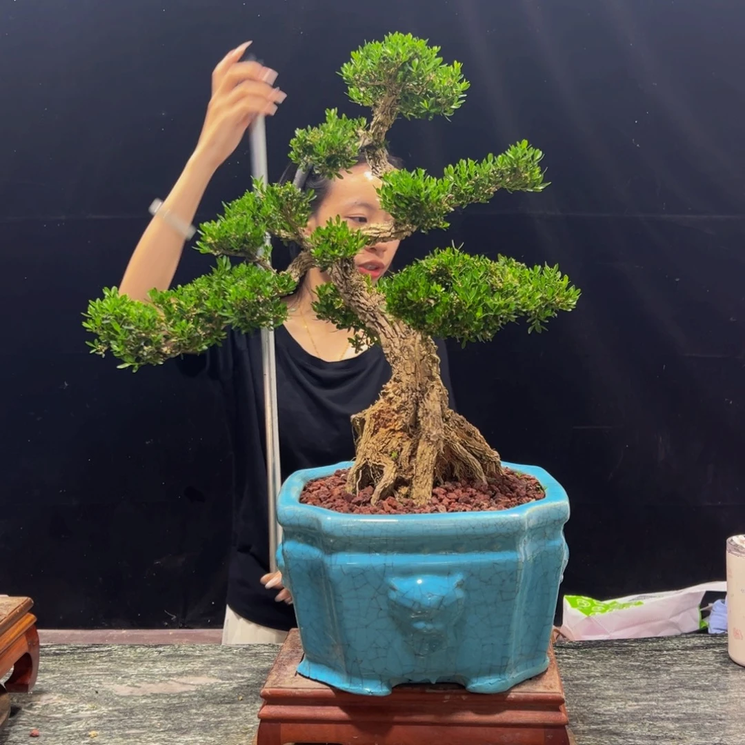 $***$无花朵广东黄杨四季常青