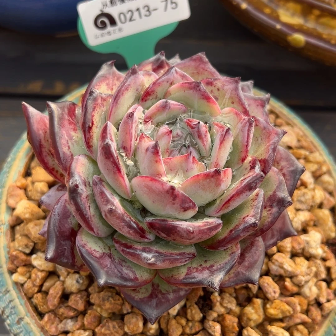 从前慢多肉精选编号0213.75