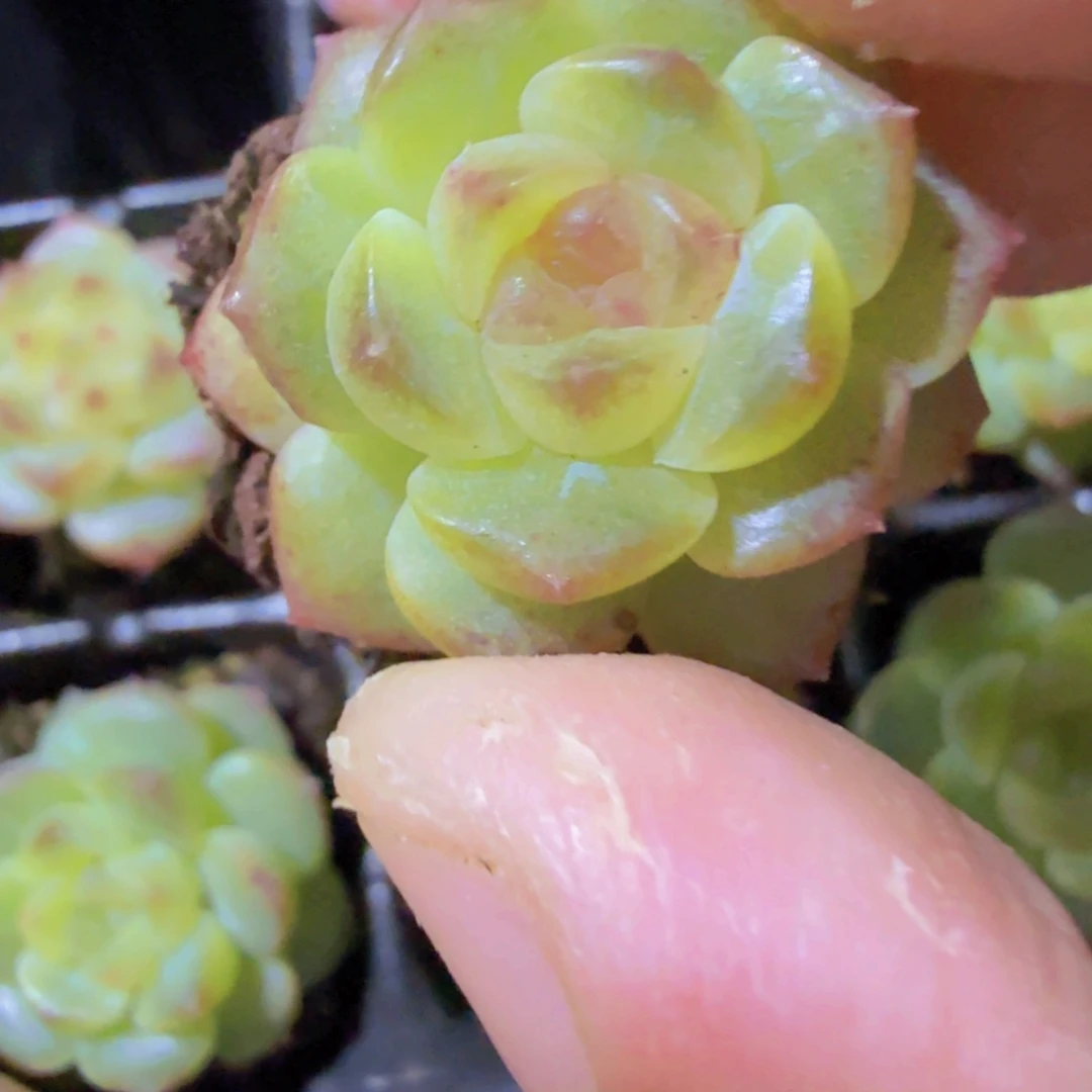 无尽灯样品一颗穴盘