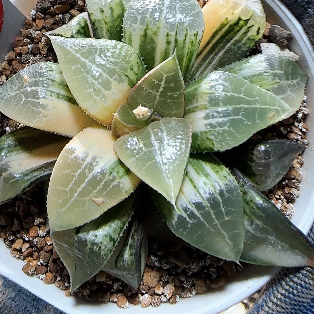 493号实生寿锦 8 厘米左右一物一拍带盆发货