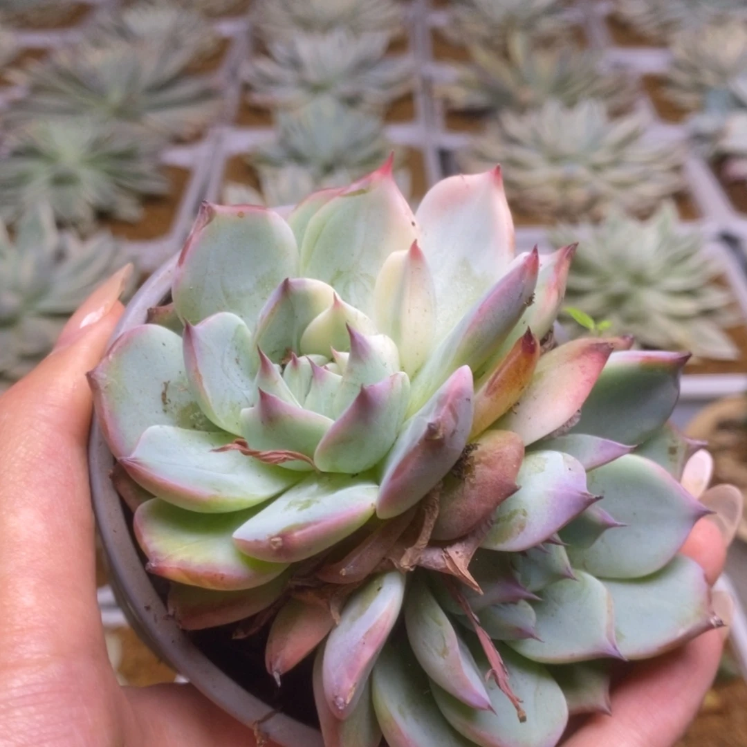 无花朵087锦锦锦锦锦锦锦锦锦