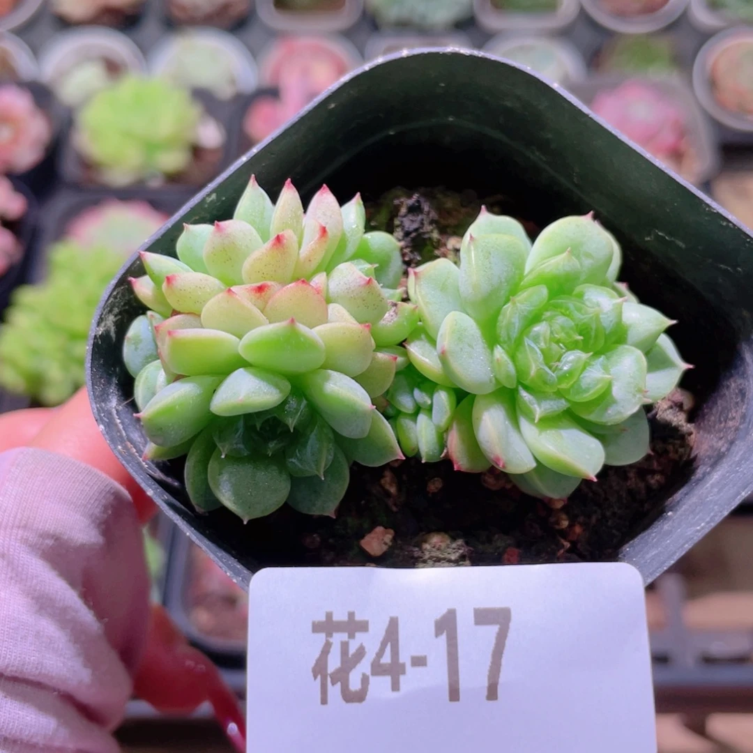 花利美4-17海王群生