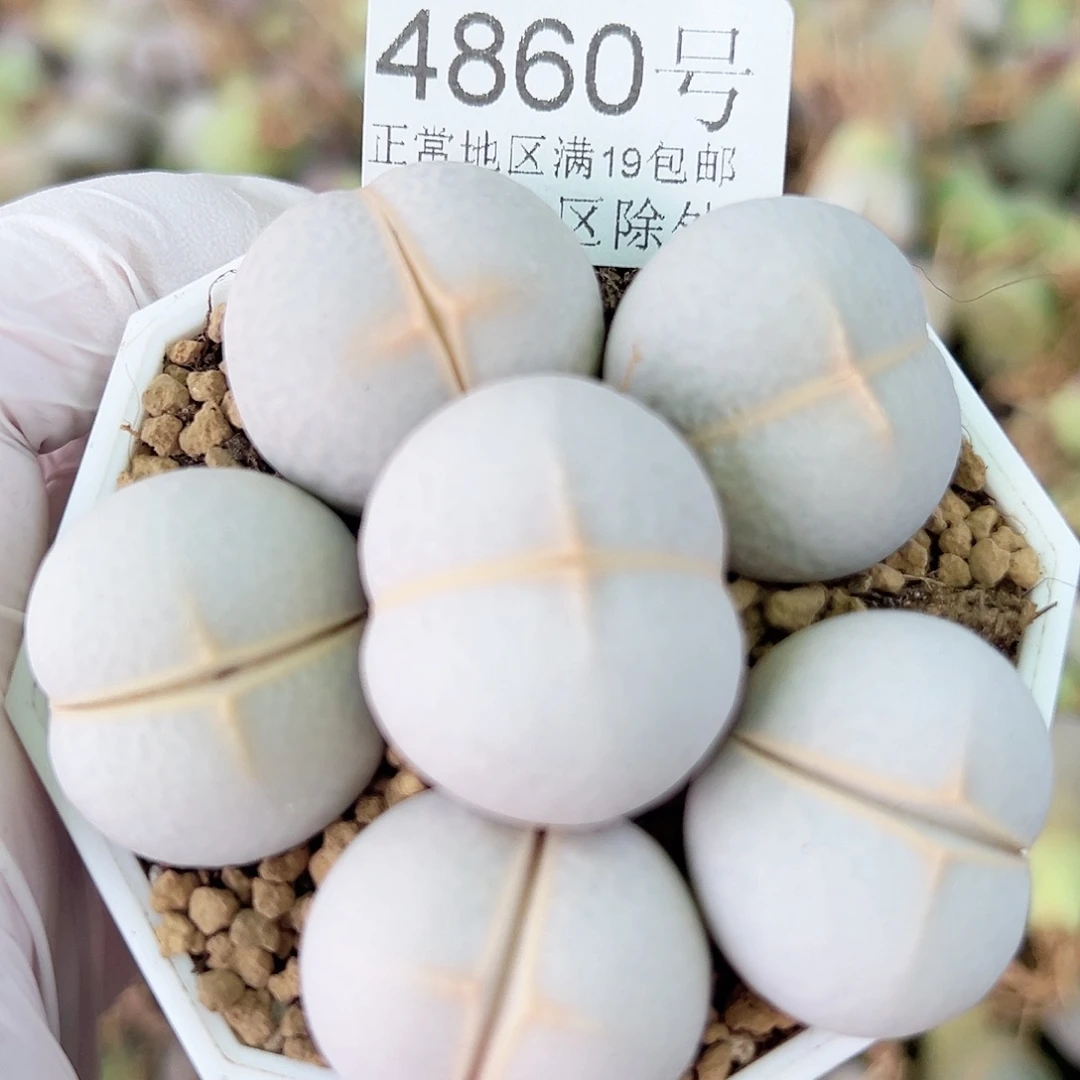 4860 好养易活生石花大母本