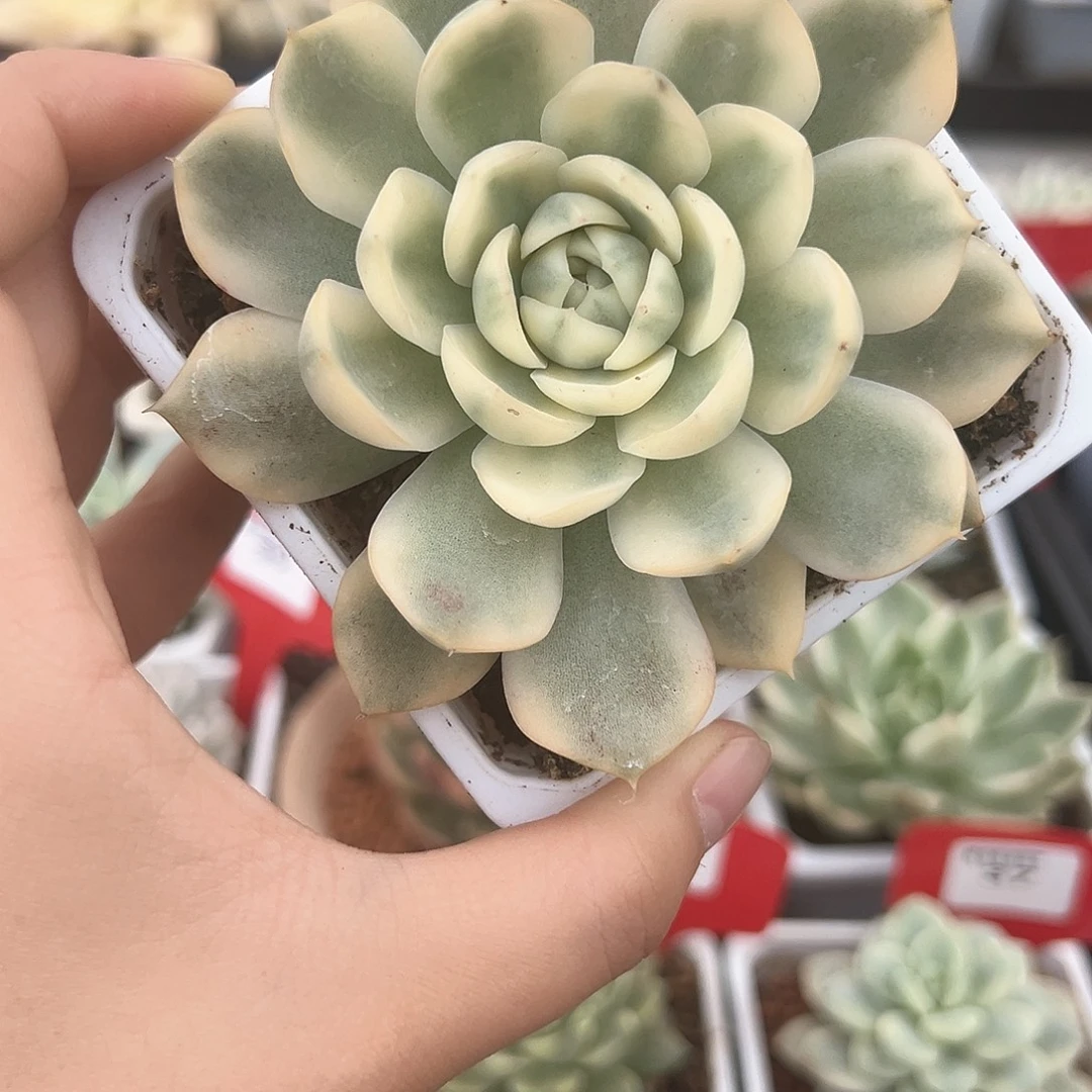 46号韩水晶锦多肉植物