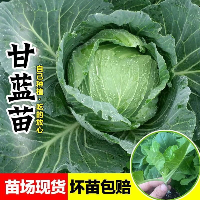 水果甘蓝苗庭院蔬菜苗大头菜绿甘蓝苗圆白菜秧苗耐寒高产包菜秧苗