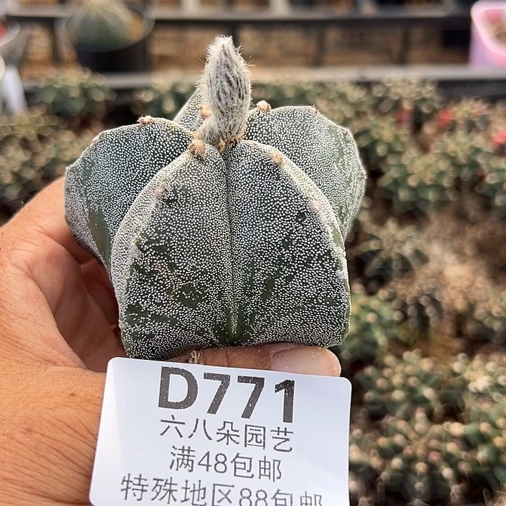 771号实生鸾凤玉多肉植物
