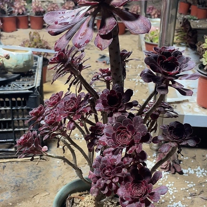 大老桩香奈儿一颗