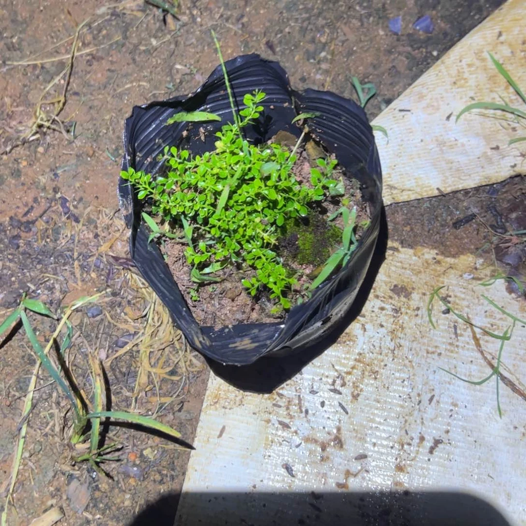 完全开放绿植盆栽