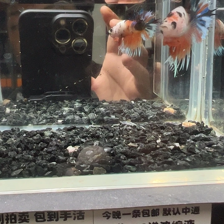 斗鱼竞拍跑单拉黑23日36