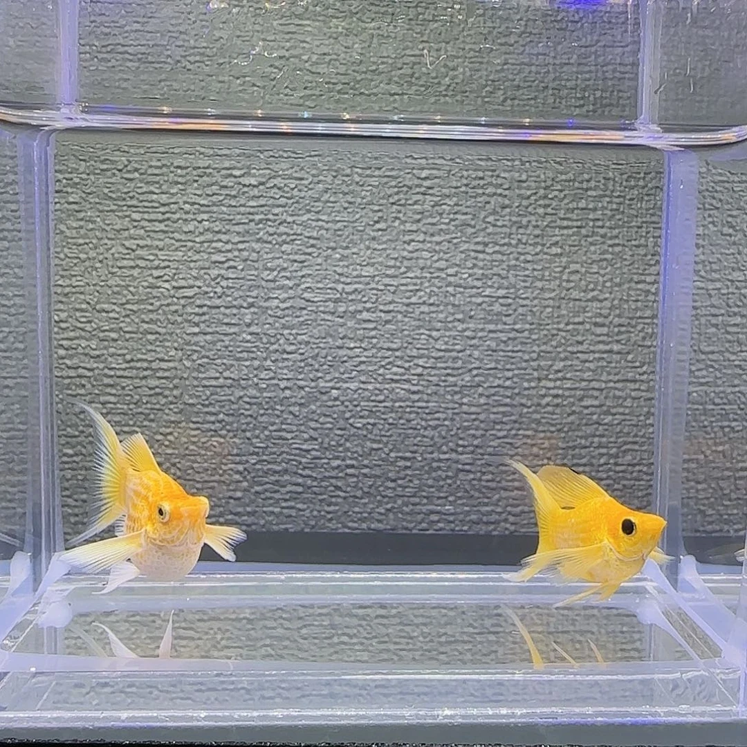 孔雀鱼黄金柠檬玛丽