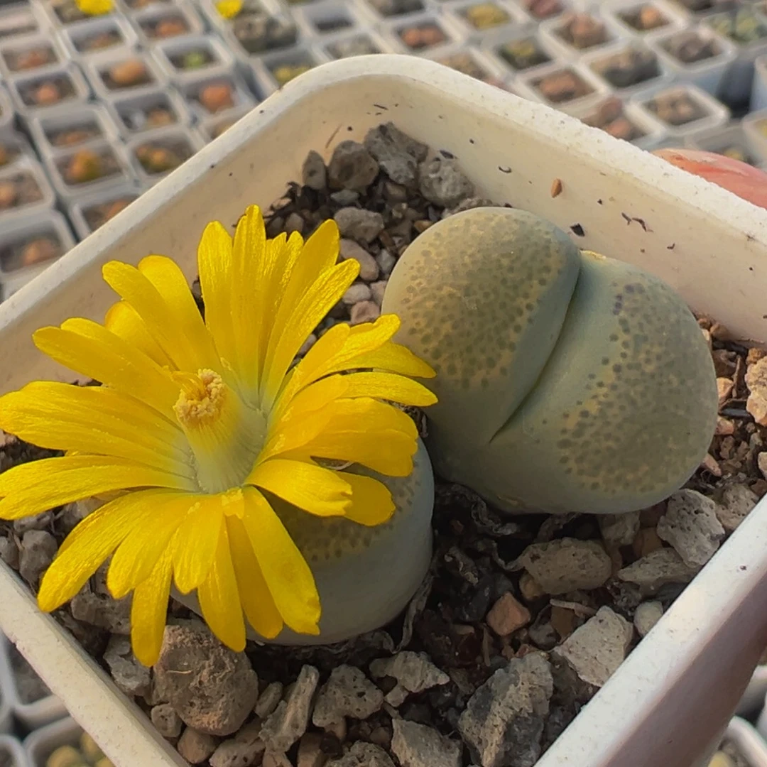 绿体碧琉璃多肉植物百科