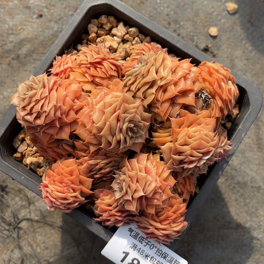 K*1813琉璃翡翠多肉