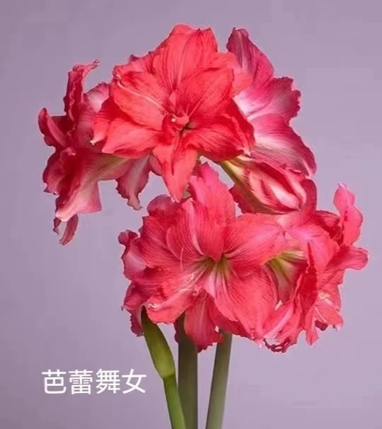 【芭蕾舞女】南非进口朱顶红