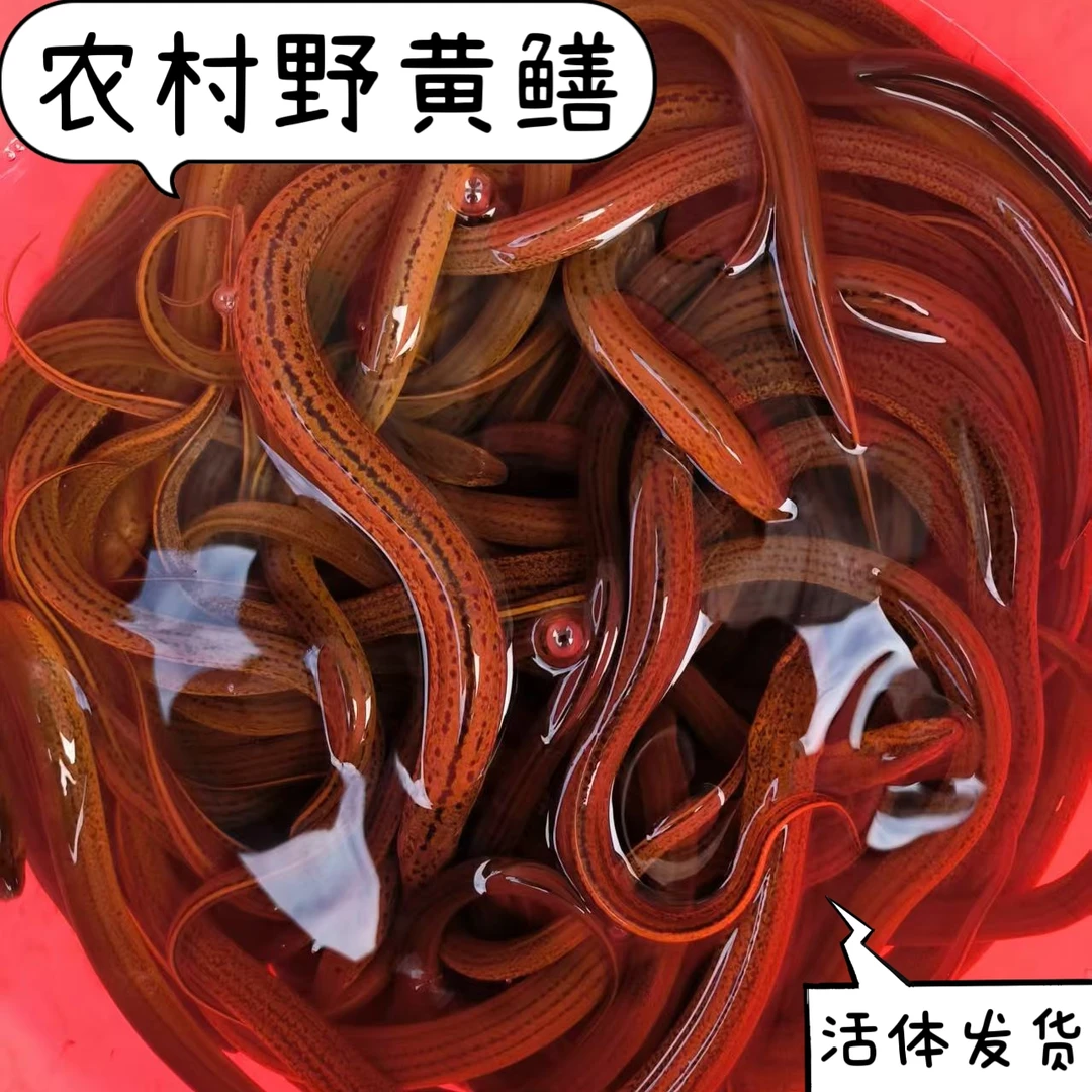 湖南土黄鳝包活自然生长新鲜野黄鳝食用稻田盘鳝生态野鳝鱼长鱼