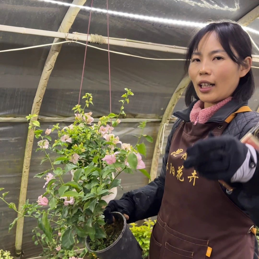 全部花苞（桃夭）三角梅会落花落叶会光杆苗有大有小