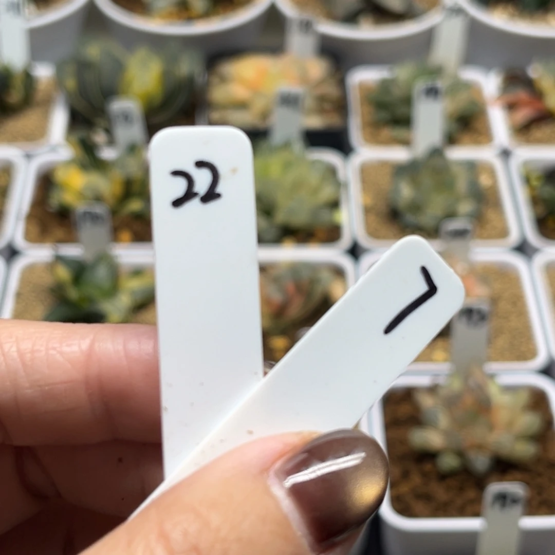 粉***猴22/7两个西瓜寿锦福利专场