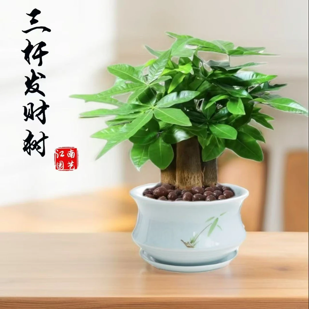 办公室好养的水培三杆发财树绿植装饰品室内客厅桌面盆栽植物