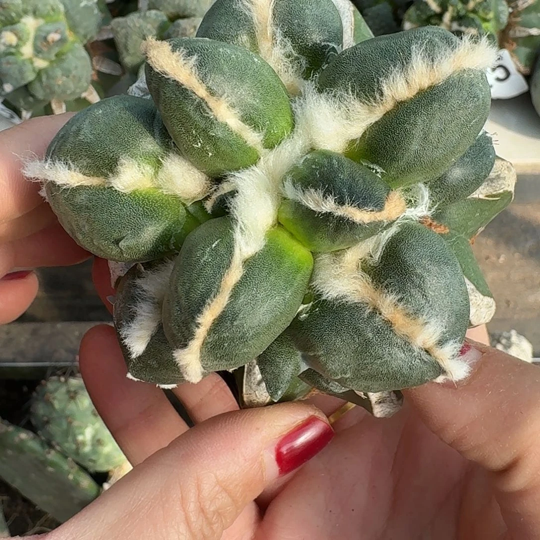 无花朵大型蛋尤牡丹517