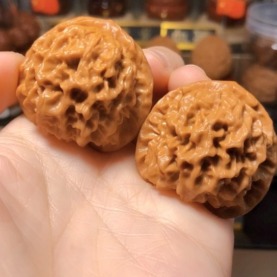 野生小众：玄月狮子头