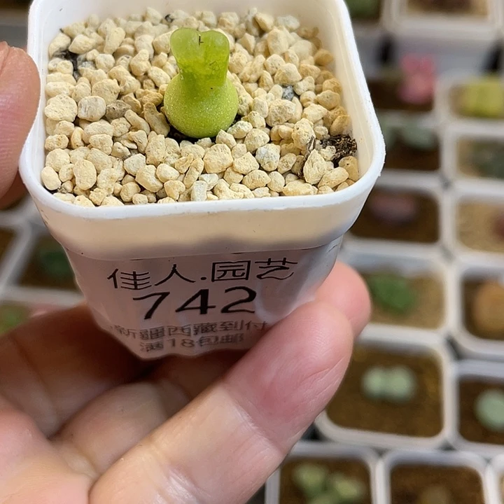 佳人园艺多肉生石花葫芦742