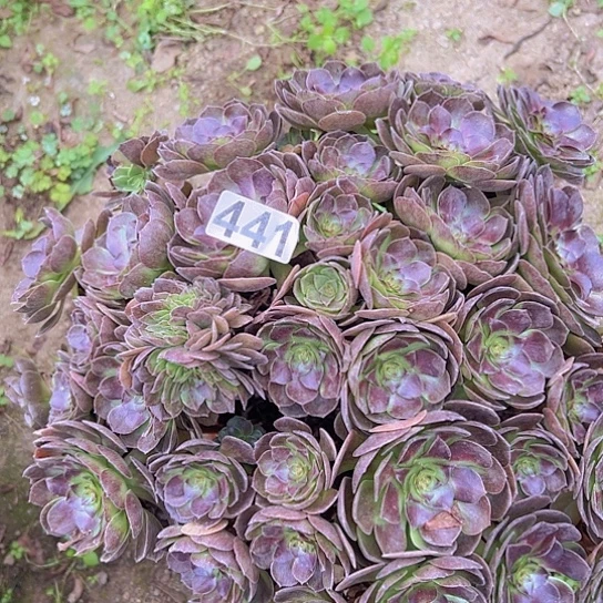 天***4多肉植物一种黑魔