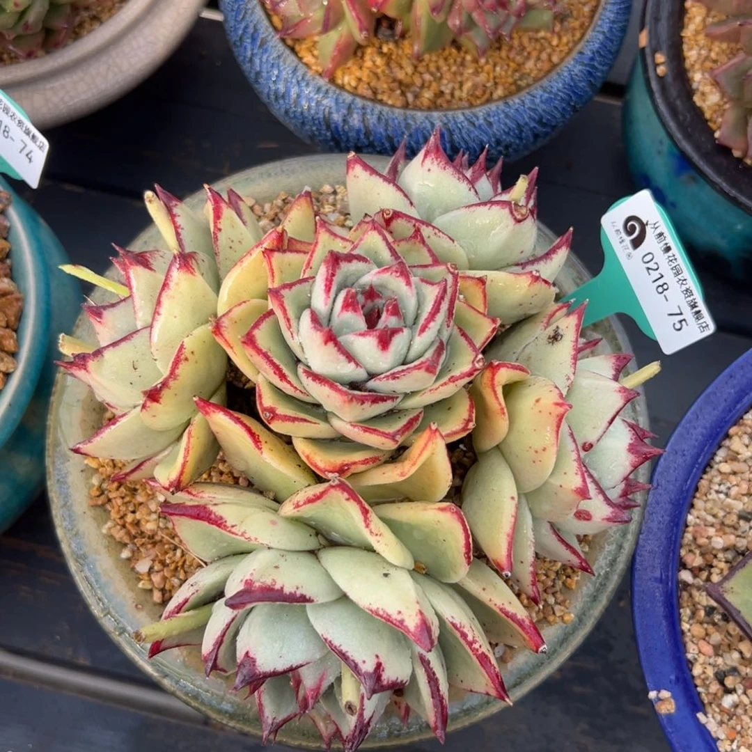 多肉一物一拍0218-75